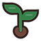 Healthy Plant